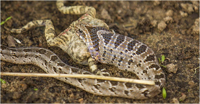 snake venom and symptoms displayed after envenomation